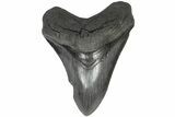 Serrated, 4.71" Fossil Megalodon Tooth - South Carolina - #203052-1